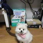 [강아지] 귀염뽀작둘째2 ㅎ ㅎ