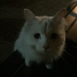 어떡해 ㅠㅠㅠ 고양이가 자꾸 따라와