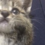 <b>울집</b> 고양이 뿌잉뿌잉하고 있는 짤.