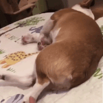 인스타 <b>상대</b>가 비계인지 아는<b>법</b> 없오??