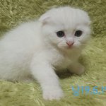 스코티쉬폴드 고양이<b>분양</b>