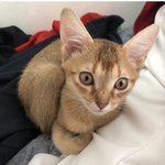 [고양이] <b>애용</b>이<b>애용</b>