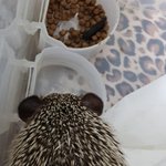 우리집 고슴이 뒷<b>통수</b> 좀 봐