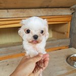 [강아지] 1키로대 말티즈