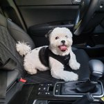 [강아지] 태어날때부터 귀가 까만 <b>믹스</b>견 유콩 01