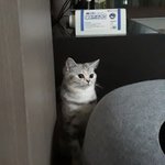 [드루와] 울고양이 ㄹㅇ <b>겁나</b> 귀엽게생김