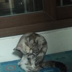 [댓글부탁해] 울고양이 <b>그루</b><b>밍</b>하는자세 겁나 신기함