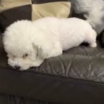 [EXO] <b>비비</b> 근황 궁금