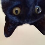 <b>집사</b>가 영 못마땅한 귀요미들