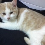 [고양이] 나는 열한살 할배 고양이 싼쵸옹 2