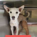 [강아지] 이동봉사 부탁드려요(김제에서<b>청주</b>)