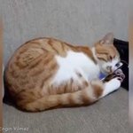 [댓글부탁해] 죽은 <b>주인</b>을 핸드폰으로 본 냐옹..