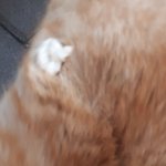 [드루와] 누가 길고양이 <b>털</b>에 껌붙혀놨어;;;