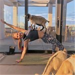 펫트래블러들 사이에서 난리난 전세계 펫프렌들리 호텔 <b>BEST</b> 5