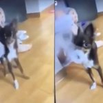 동물학대 고교생 <b>처벌</b>해달라" 靑청원