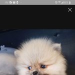 [강아지] <b>파양</b>이 취미입니다