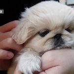 <b>내</b><b>눈</b>에 이렇게 보이는 와이프  하....