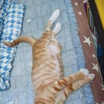 [고양이] 길냥이였던 우리 막둥이 <b>홍도</b>를 소개합니다 2편~