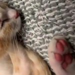 [이것좀봐줘] 고냠미가 안 놀아줘서 똑땽한 아이돌