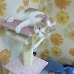 [고양이] 나는 열한살 할배 고양이 싼쵸옹 3