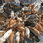 [댓글부탁해] 퍼피레드 부활서명해조