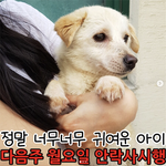 [도와주세요] 안락사를 앞둔 강아지들의 <b>새</b> 가족이 되어주세요!