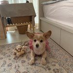 아이폰xs로 바꾼 기념 울집 댕댕이 사진 투척 ㅎㅎ