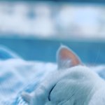 [고양이] 냥이보구가요