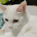 [고양이] 냥잠냥잠ㅎ