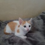 [강아지] 2개월 <b>치즈</b> 아깽이