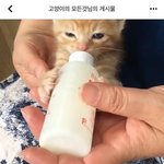 [고양이] [입양홍보] 페북스타 '송로캣'을 아시나요?