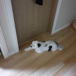 [강아지] <b>믹스</b>견 유콩