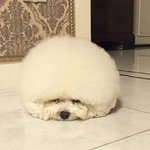 찌그러든 <b>비숑</b>이들 ㅎㅎ