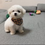 [강아지] 우리집 강아지 <b>사료</b> 먹고나면 입이 축축 다젖음