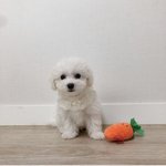 [강아지] 우리 강아지 집에서 <b>증사</b>찍음ㅋㅋ