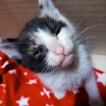 [고양이] 나는야 개냥이 <b>딱지</b>~!!~!! (1)