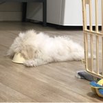 [강아지] 울 강아지 물 마실때ㅜㅜ <b>존귀</b>임