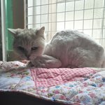 [고양이] 음식물 쓰레기를 먹던 고양이