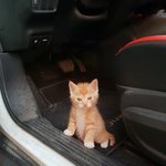 [고양이] 카레가 많이 컸어요 ㅎㅎ