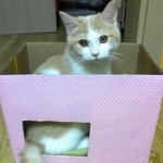 [고양이] 나는 열한살 할배 고양이 싼쵸옹 4