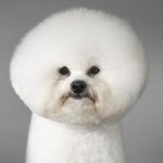 [댓글부탁해] 찌그러진 <b>비숑</b> 모음