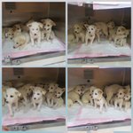 [강아지] 풀숲에 버려진 <b>어미</b>와 7남매 좀 도와주세요