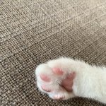 [고양이] 아기냥이 임보중 <b>집사</b>모십니다.