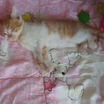 [꼭조언부탁] 아!아이들이길냥줍