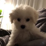 [강아지] 우리집 강아지 <b>맨날</b> 화나있는듯