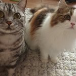 [고양이] <b>간식</b>에 홀린 자매냥