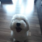 [댓글부탁해] 본인 멍냥이 <b>인생샷</b> 있어?