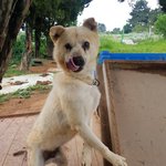 [강아지] <b>순</b><b>딩</b>이라 더 맘이 아픕니다