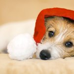 반려견 <b>배변</b> 교육의 핵심 키워드는 청결과 보상