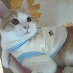 [고양이] 나는 열한살 할배 고양이 싼쵸옹 5